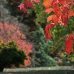 Planting in autumn: is it the best time?