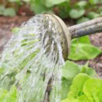 Vegetable garden: Which vegetables to water as a priority?
