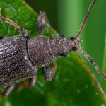 Beetles: Friends or Foes of the Gardener?