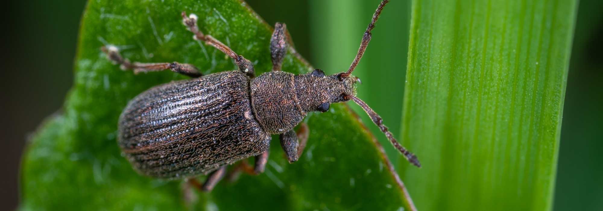Beetles: Friends or Foes of the Gardener?