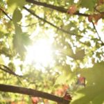 Drought: my tree is losing its leaves, what is happening?