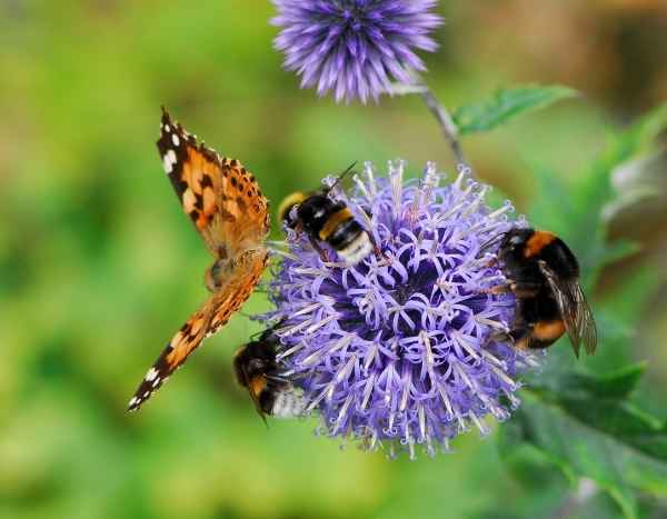 Drought and insects: should we be concerned about pollination?