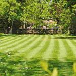 When and how to mow your lawn in summer?