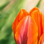 Tulips: our tips to stagger flowering times