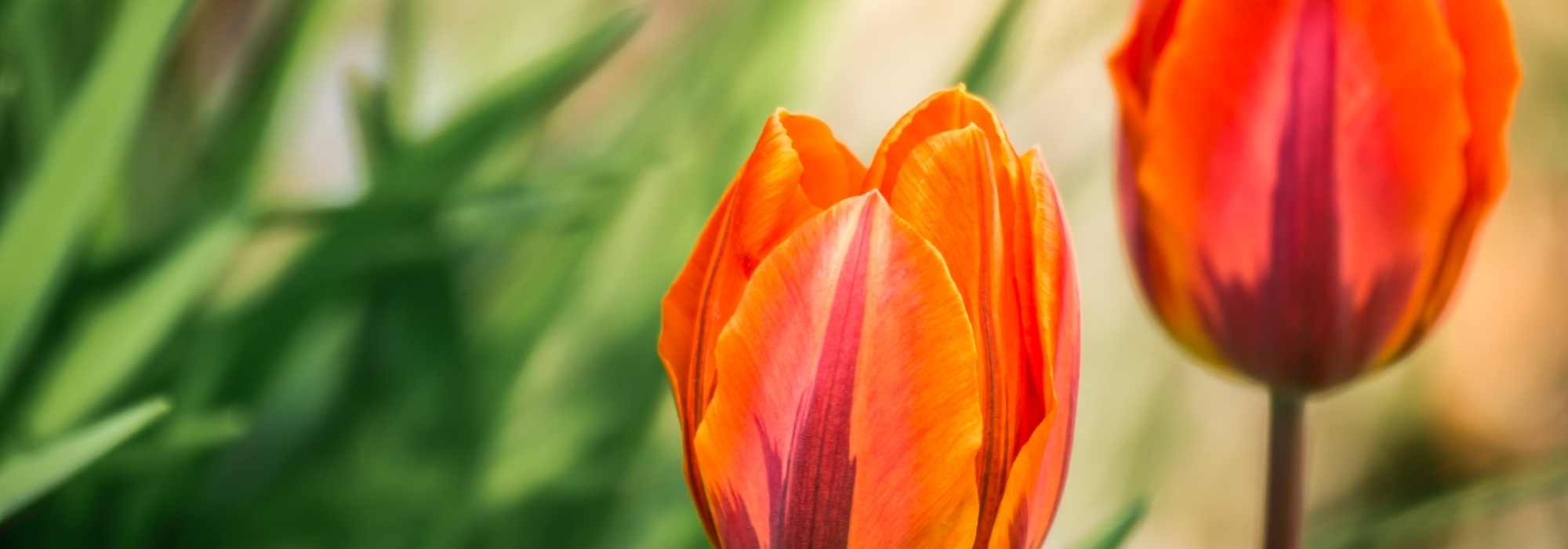 Tulips: our tips for staggering flowering times