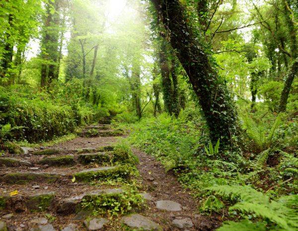 5 good reasons to plant ivies