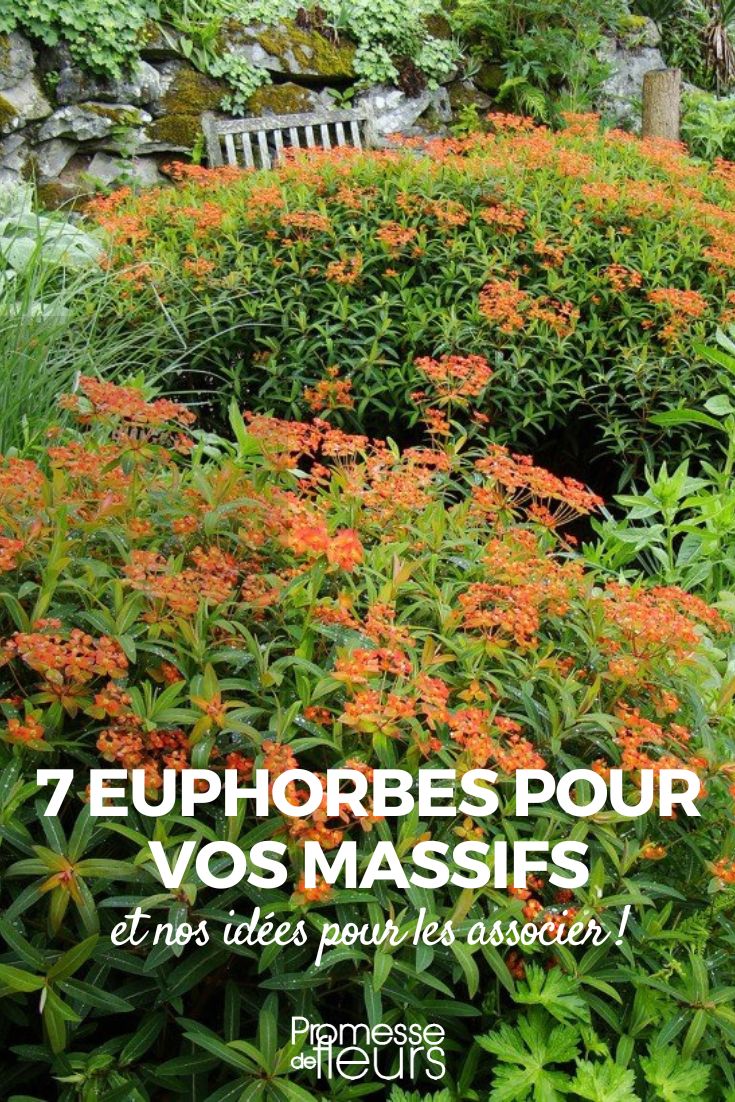 7 {euphorbes} for flower bed