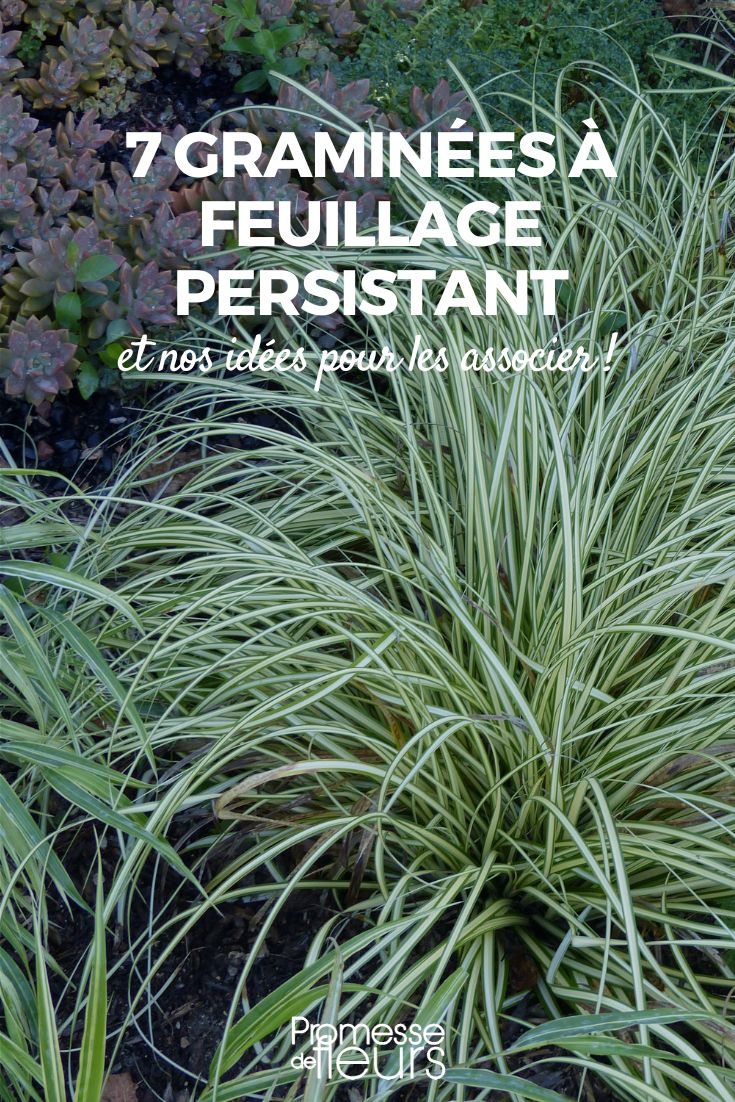 7 evergreen grasses 7 evergreen grasses