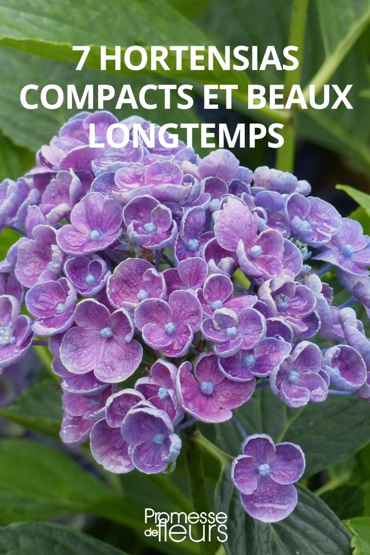 7 compact and long-lasting hydrangeas 7 compact and long-lasting hydrangeas