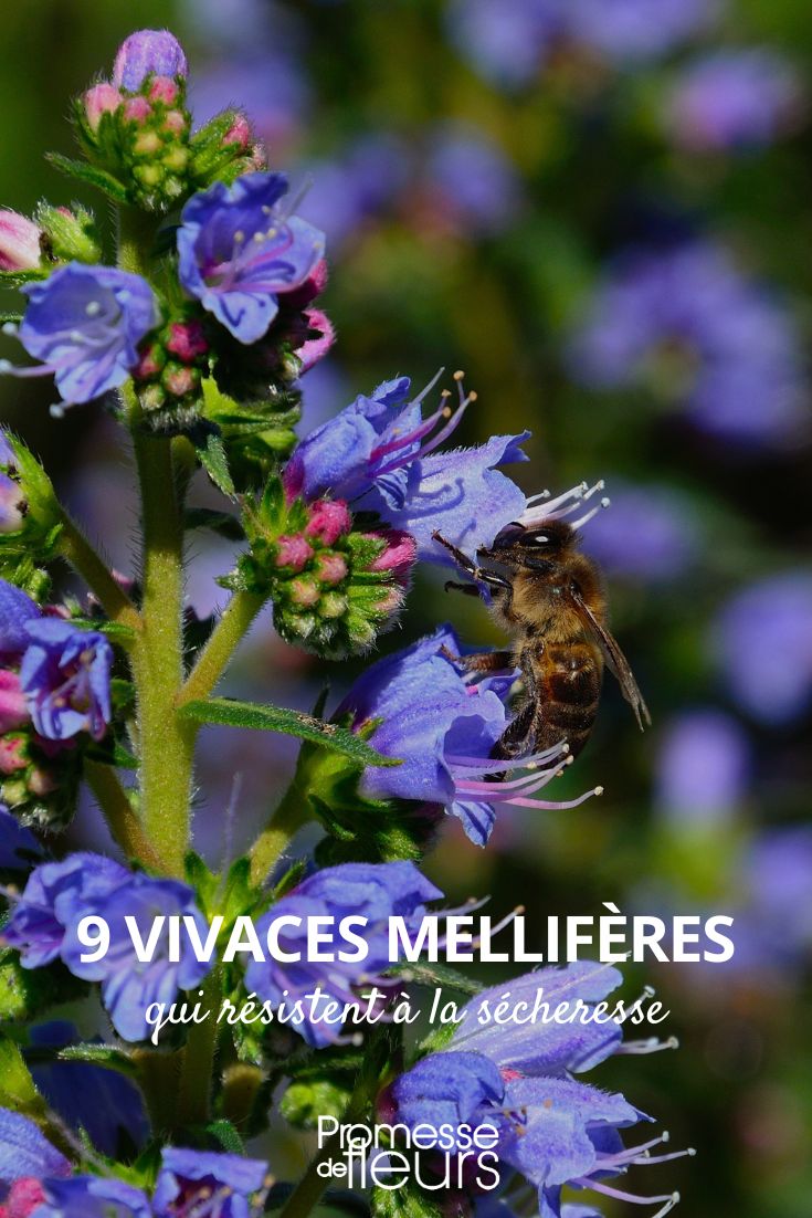 9 perennial melliferous plants that resist drought 9 perennial melliferous plants that resist drought