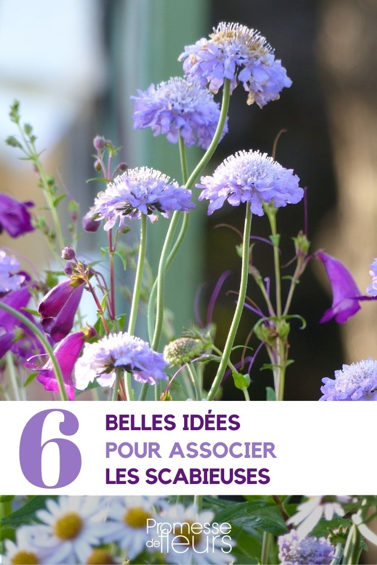 Associate the scabious plants Associate the scabious plants