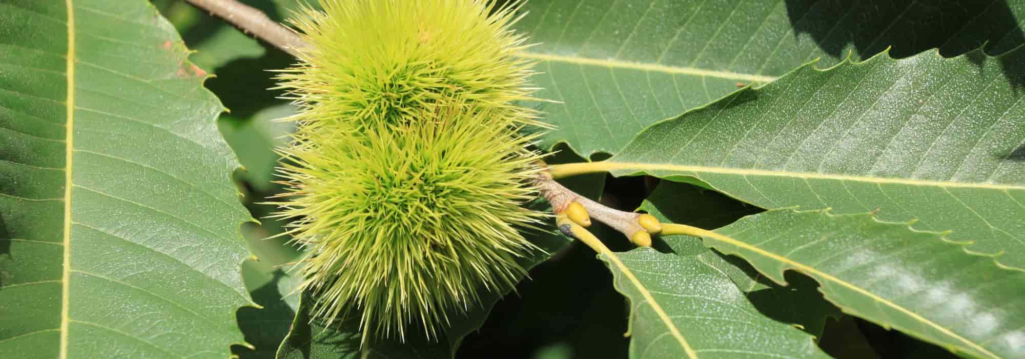 Diseases and Pests of the Sweet Chestnut: Symptoms, Prevention, and Treatments
