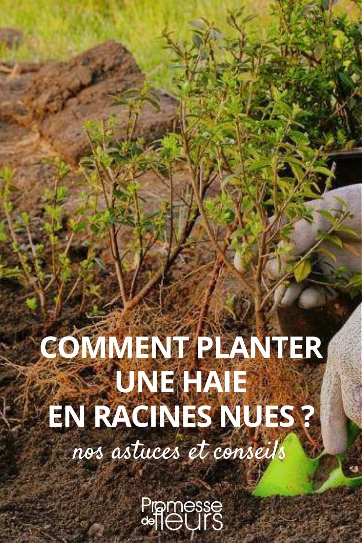 [bushes_planting root="bare"]