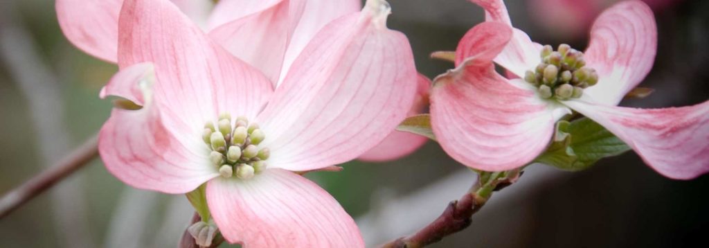 Cornus florida - American flowering dogwood: choosing, planting and caring for