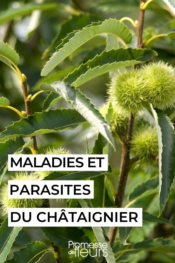 Chestnut Tree Diseases and Parasites Sweet Chestnut