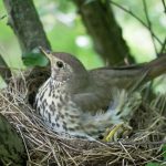 Protecting Bird Nests from Garden Predators
