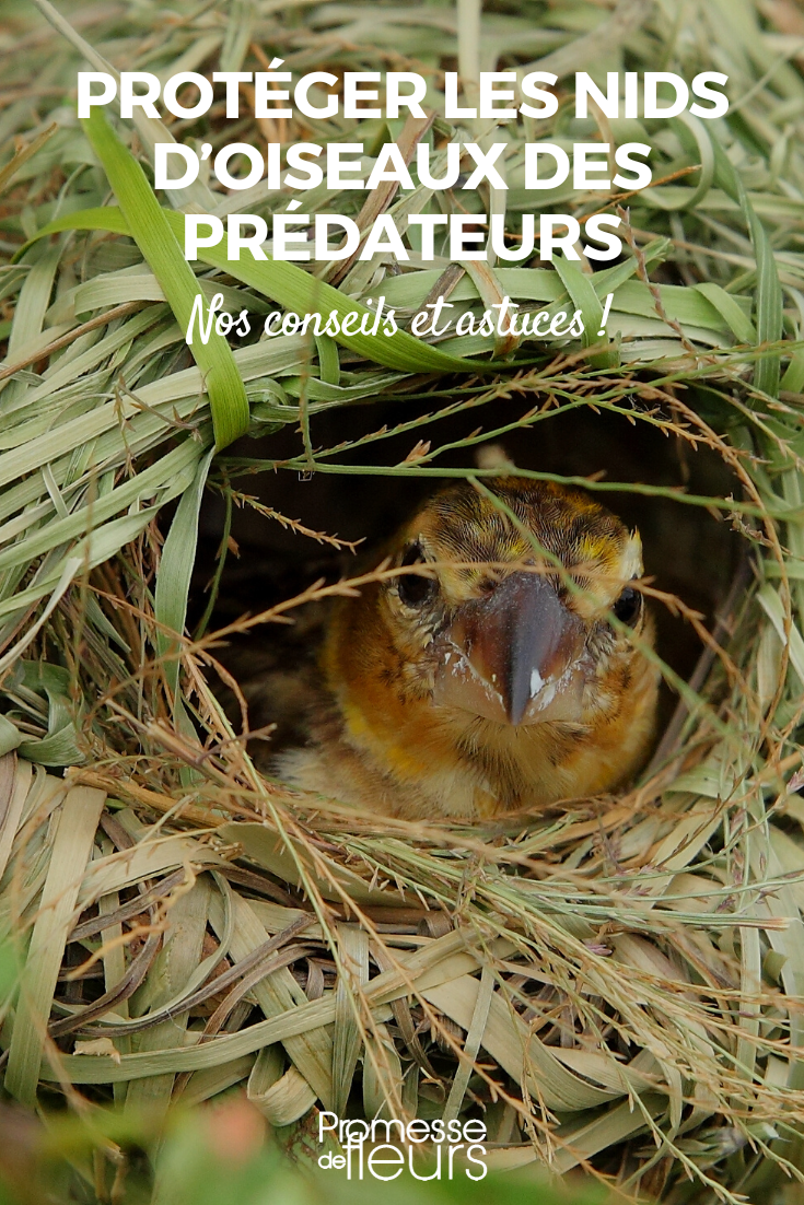 Protecting bird nests from garden predators Protecting Birds' Nesting Sites
