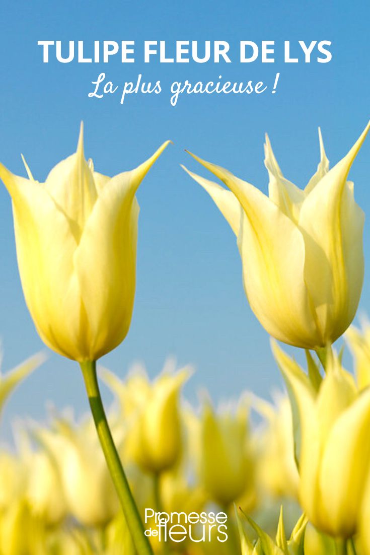 Tulip 'Fleur-de-Lys', the most graceful flower -2 Lily-flowered tulips