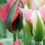 Viridiflora tulips: the most popular