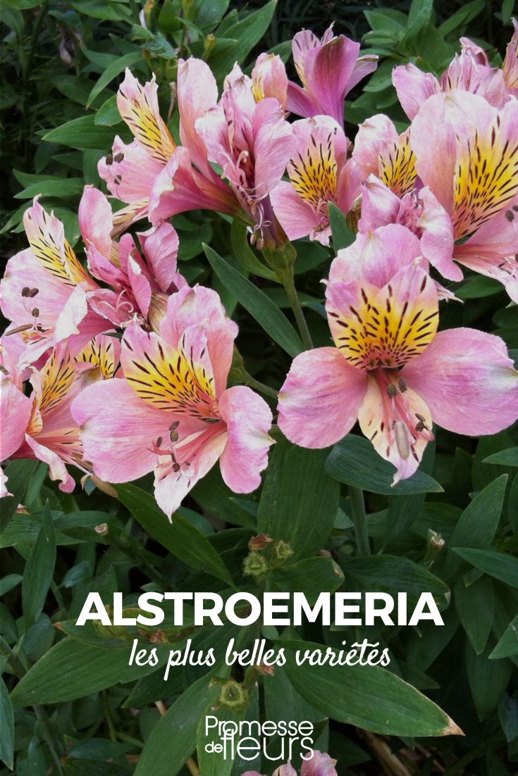 Alstroemeria: most beautiful varieties