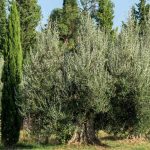 7 Mediterranean trees
