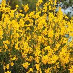 9 Mediterranean Bushes