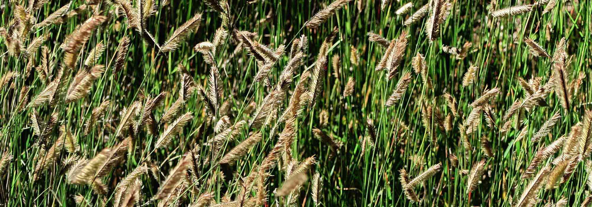 Bouteloua: 7 Pairing Ideas