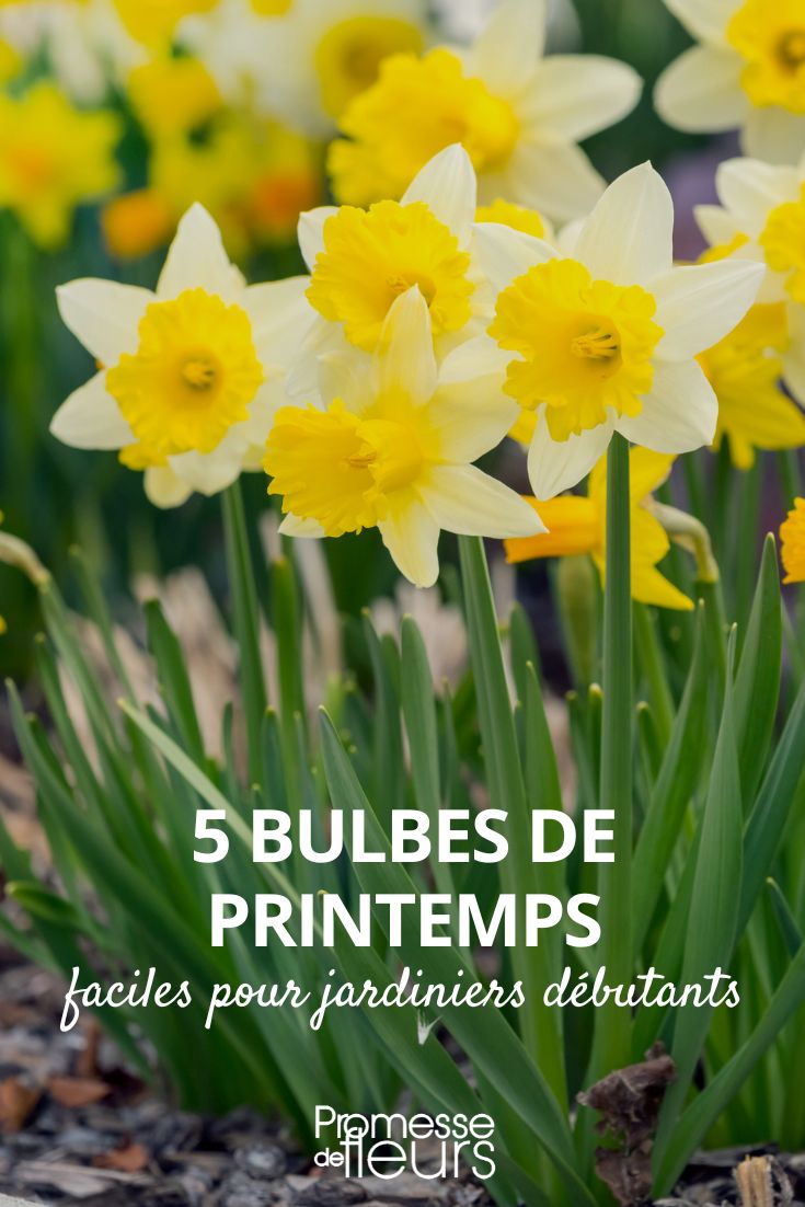 Easy Spring Bulbs for Beginners