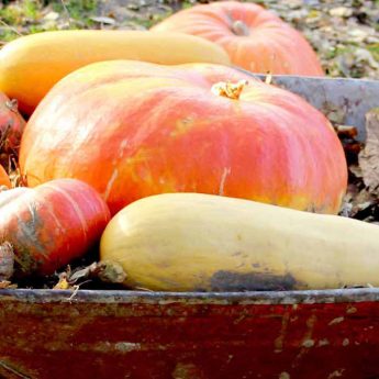 Harvesting and storing squashes