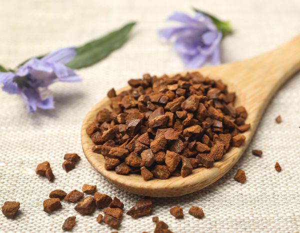 Chicory: cultivation, benefits and uses