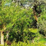 How to create a forest garden?