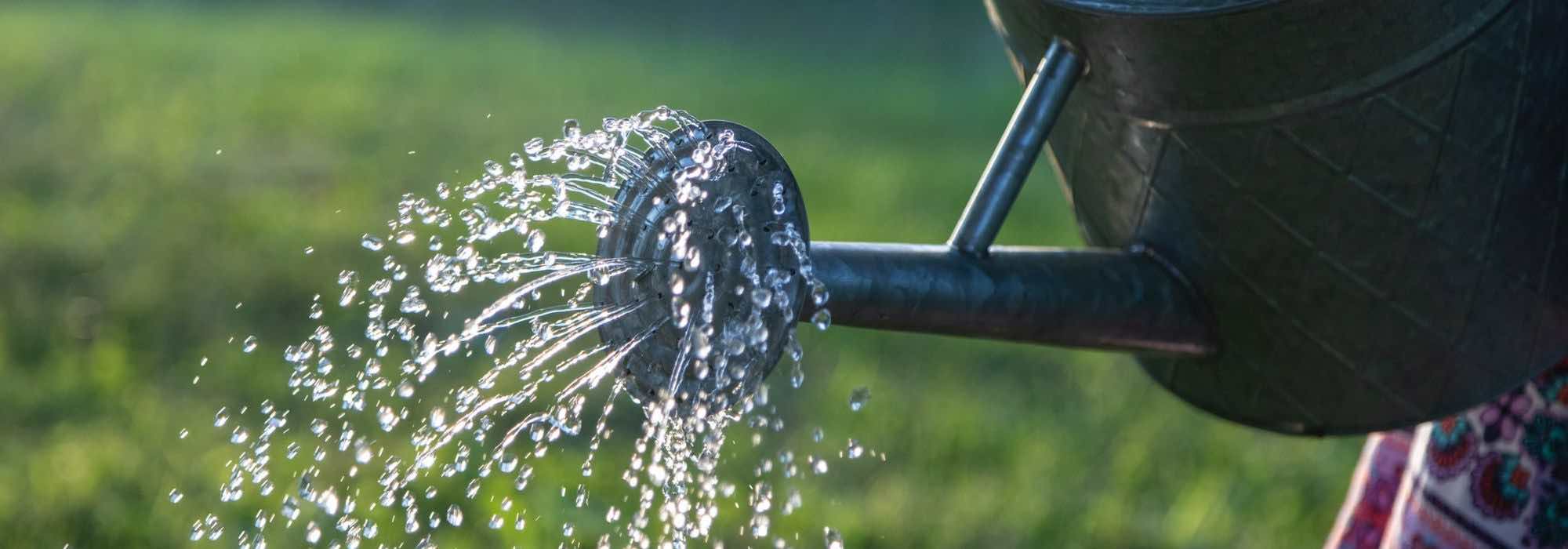 Difficult plants to grow in pots