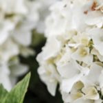 7 compact and long-lasting hydrangeas