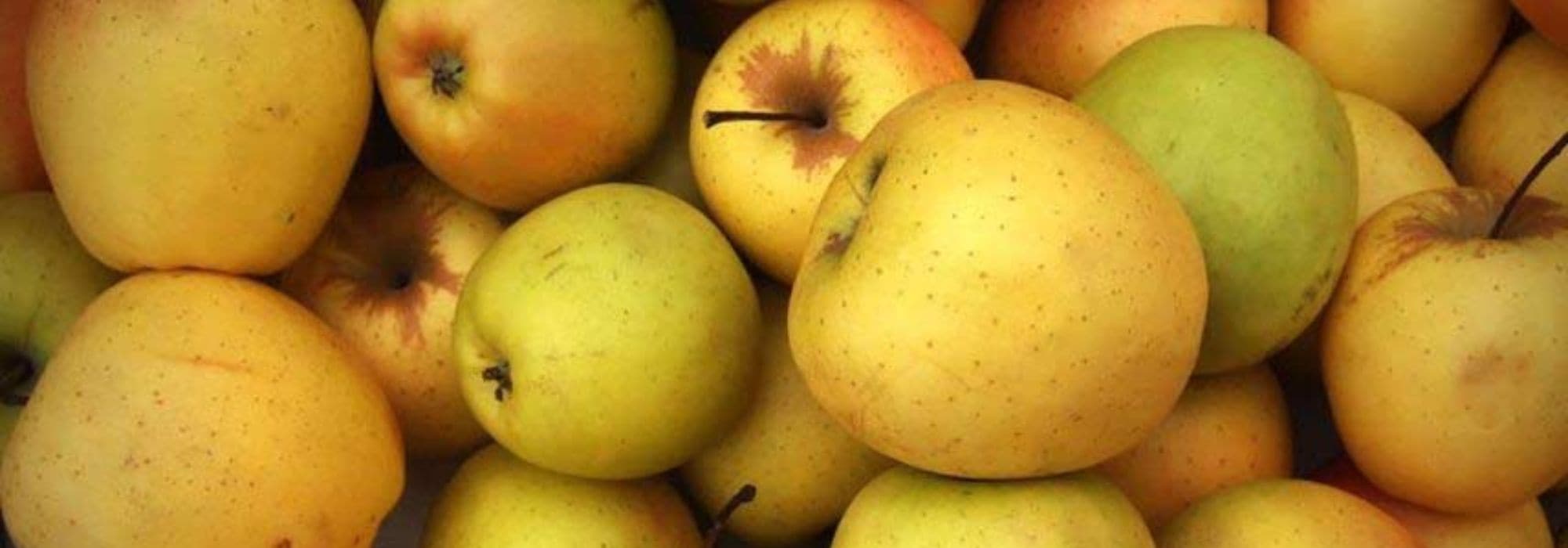 The best cooking apple varieties