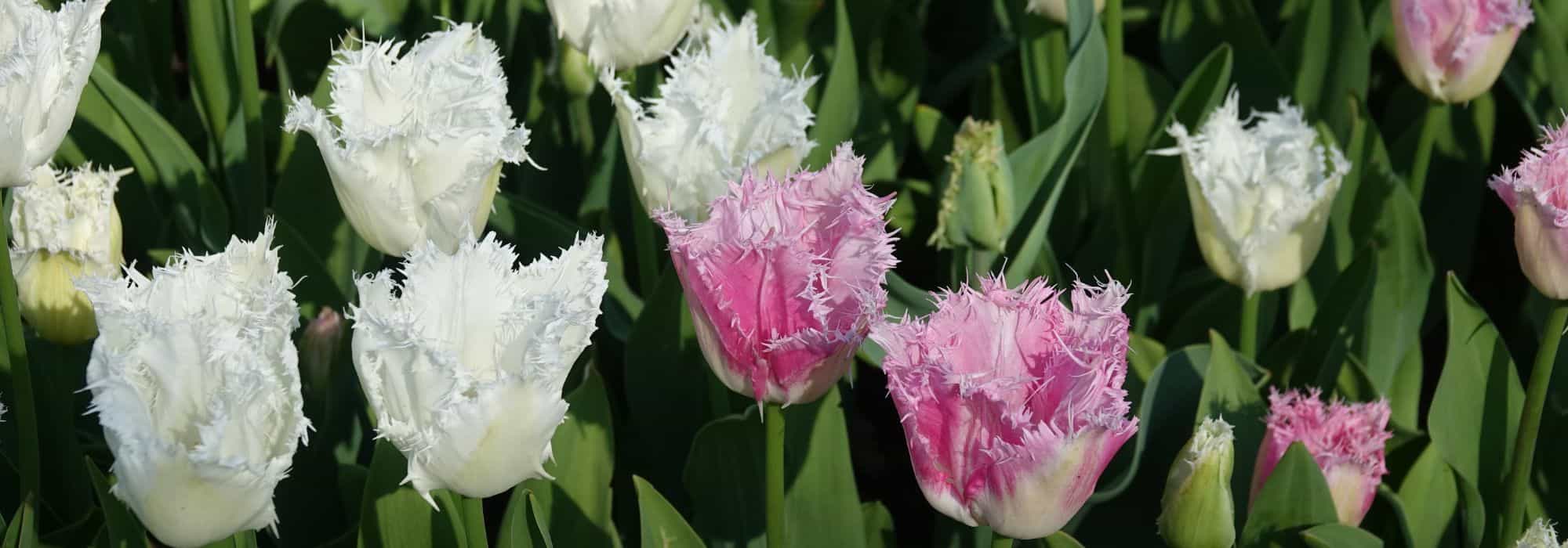 Fringed Tulip: A Gem for the Garden