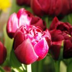 Double-flowered tulips