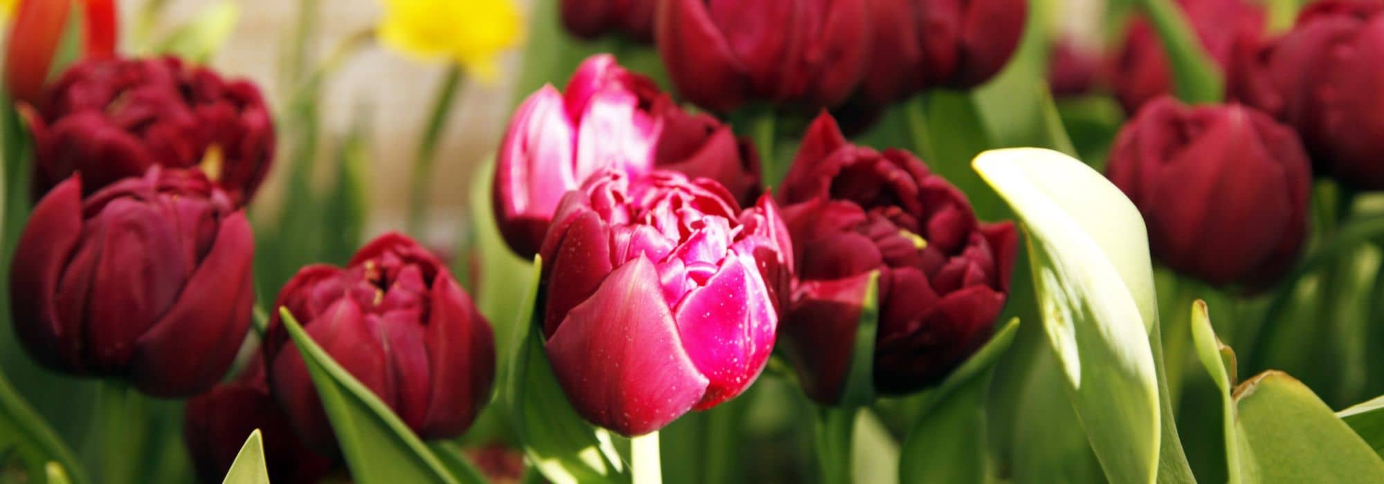 Double-flowered tulips