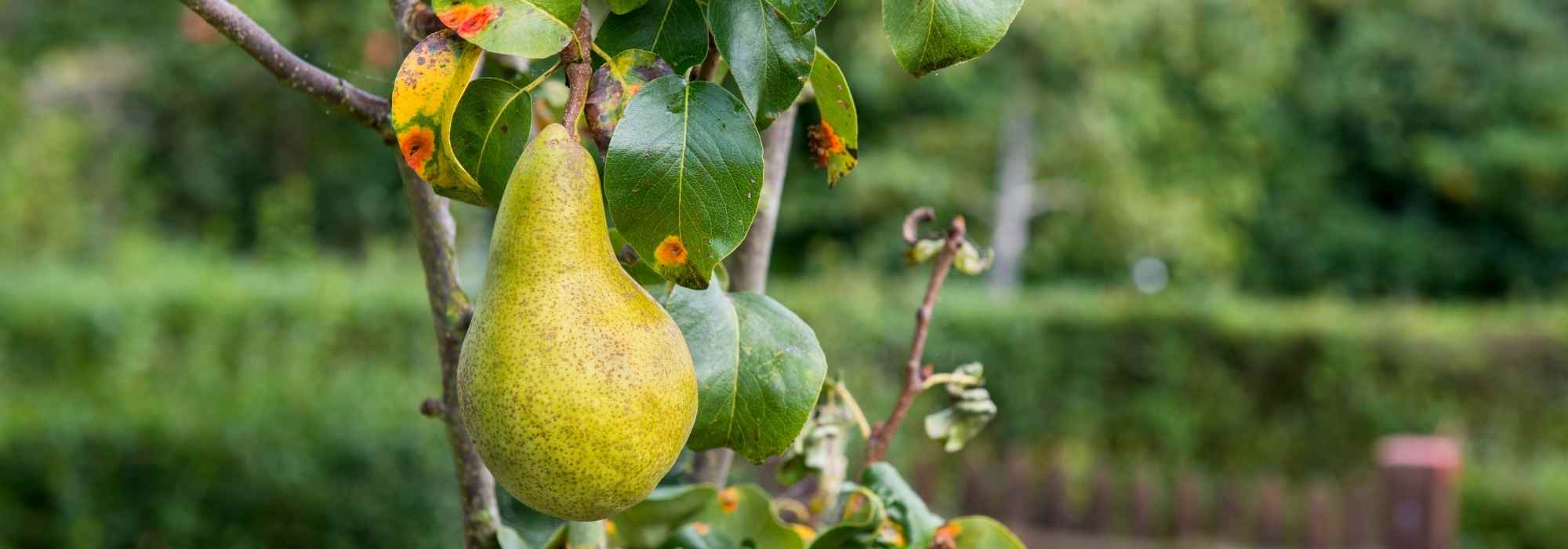 Diseases and Pests of Pear Trees