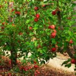 Orchard: what distance should be maintained between two fruit trees?