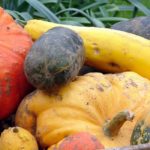 Vegetable garden calendar - November