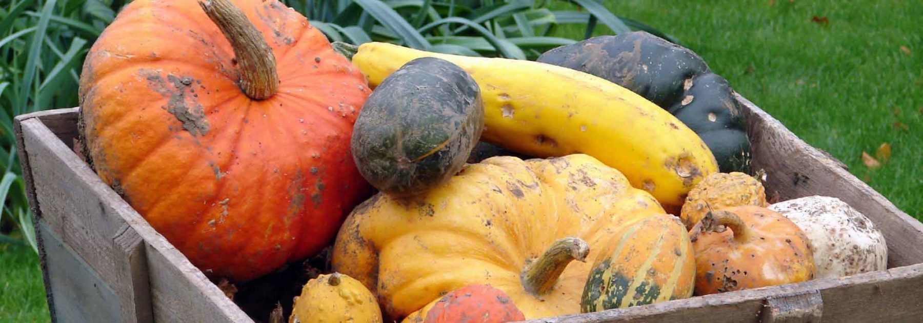 Vegetable garden calendar - November