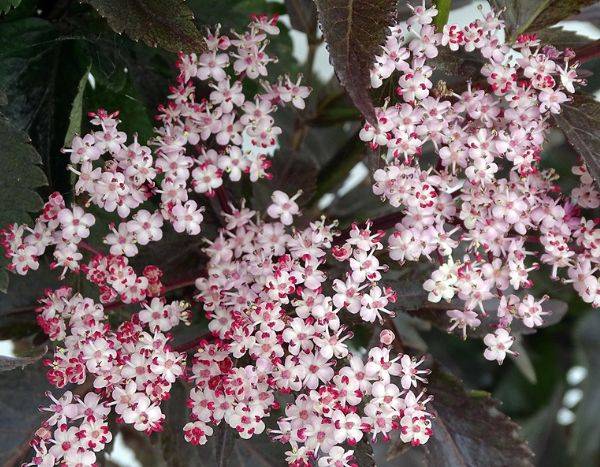 Sambucus nigra 'Black Tower'