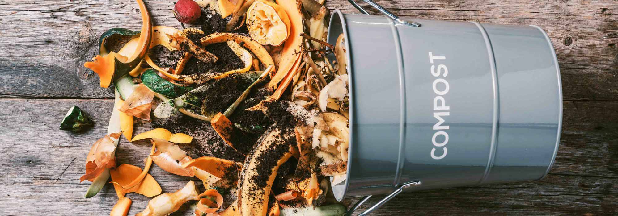 Compost tea: recipe and uses for the garden