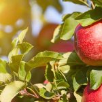 How to create a conservatory orchard?