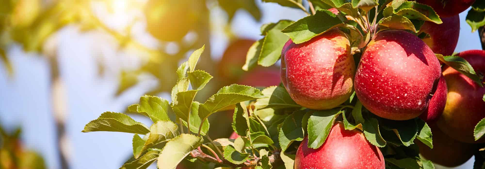 How to create a conservatory orchard?