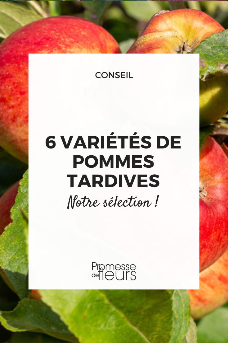 6 late apple varieties-2 late apple trees