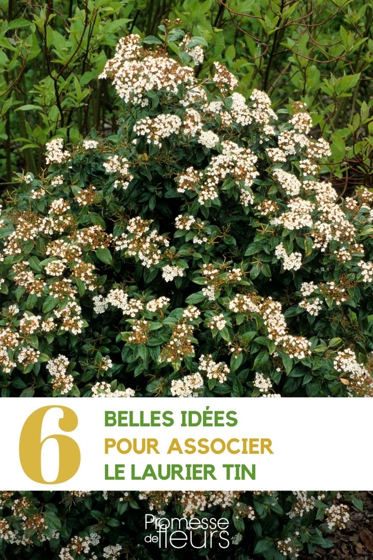 [naked] associations viburnum tinus in garden and on terrace