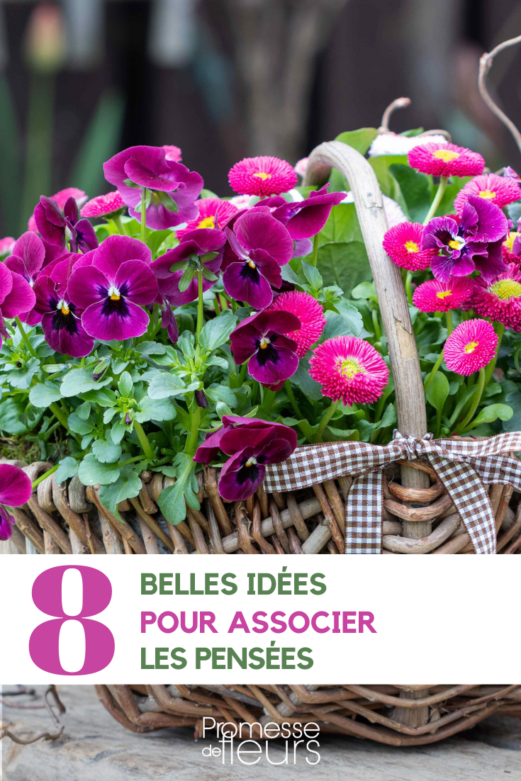 Associate the pansies associations with pansies Viola