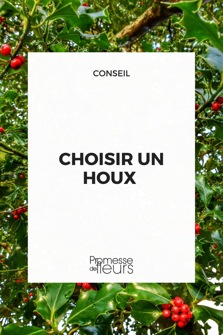 Choose a Holly How to choose a holly {glossary} Ilex