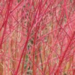 The most colourful decorative dogwoods